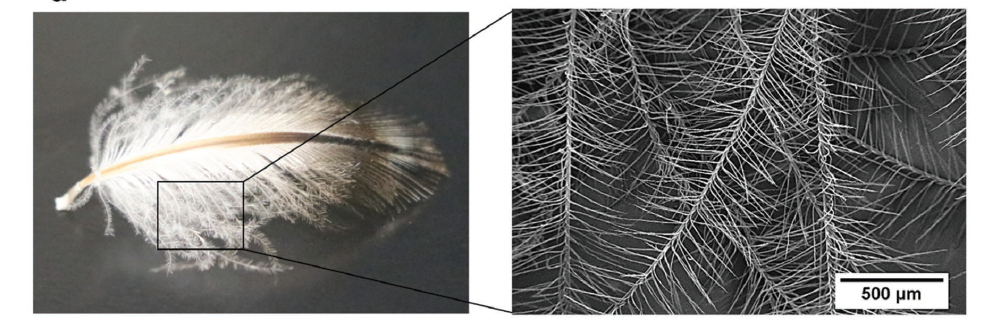 企鹅绒毛状的人造纤维你见过吗？