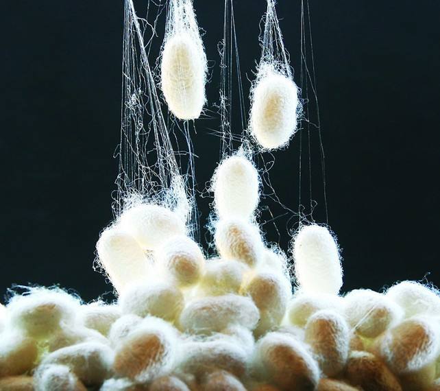 颠覆认知，蚕丝蛋白还可以作为硬盘一样的存储器